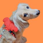 Colete Peitoral com Guia Asinhas Vermelhas Gato Cachorro, Tamanho P - Imagem 3