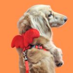 Colete Peitoral com Guia Asinhas Vermelhas Gato Cachorro, Tamanho P - Imagem 2