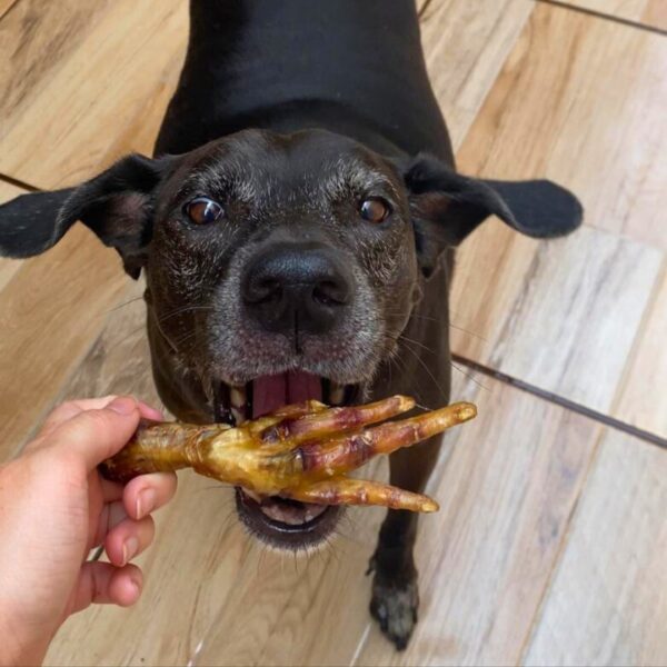 Kit com 3 Pés de Galinha Mordedor Natural Petisco